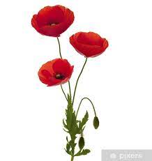 54928 likes · 2980 talking about this · 22 were here. Bouquet De Trois Coquelicots Sticker Pixers We Live To Change