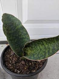 Or dracaena masoniana, if we're being totally accurate…but i have a hard time associating snake plants with anything other than. Pin On Sansevieria