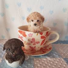 Die allgemeine idee lautet jedoch: Teacup Pudel Von Der Pudelvilla Posts Facebook