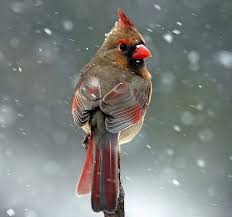 Birds That Look Like Cardinals But Aren T Pin By Linda Hanford On Birdland Ricky Reds Cardinal Birds Bird Pet Birds