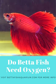 Do Betta Fish Need Oxygen In 2020 Betta Fish Betta Fish Care Betta Fish Tank
