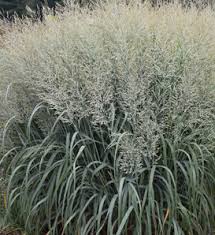 Image result for Panicum repentellum