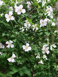 The variety was discovered in hagelby park, stockholm, and introduced in 1998 to celebrate the 10th anniversary of the swedish clematis society. Italienische Waldrebe Hagelby White Clematis Viticella Hagelby White Baumschule Horstmann