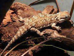 Image result for Pogonarthria