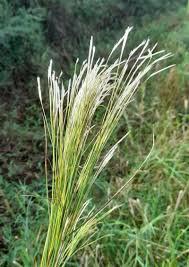 Image result for Andropogon