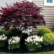 Tips Tricks As Well As Guide For Acquiring The Most Effective Result As Well As Attaining The Op Easy Landscaping Landscaping Inspiration Evergreen Landscape