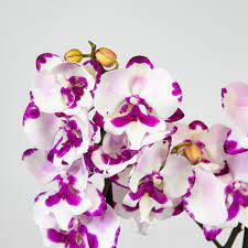 Орхидея биг лип описание