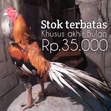 Telur ayam bangkok ekor lidi. Harga Ayam Bangkok Ekor Lidi Terbaru Agustus 2021 Biggo Indonesia
