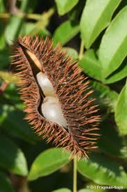 Image result for Guilandina bonduc