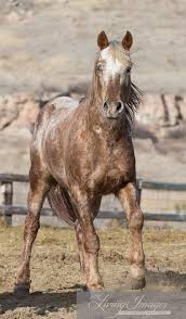Mustang Black And Brown Horse Wild Horses Adobe Town Wild Families Reunited At Black Hills Wild Horse Sanctuary Wild Horses Horses Pretty Horses