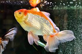 I did multiple water changes to no avail, including a 100% water change. What To Do With A Dead Fish 5 Steps For Kind Interring It S A Fish Thing