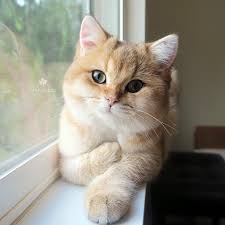 We did not find results for: About Us Maple Cat