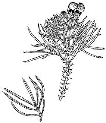 Image result for Psoralea arborea