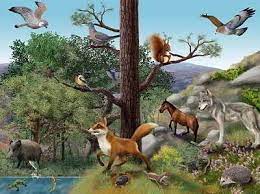 La prima rappresentata dagli organismi viventi (comunità biologica o biocenosi) e l'altra dall'ambiente fisico (componete abiotica) in cui essi vivono. Habitantes De Un Ecosistema