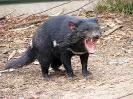Maybe you would like to learn more about one of these? Tasmanian Devils Facts Pictures Habitat Live Science