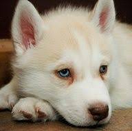 Black And White Husky Puppy For Sale Cream And White Husky Puppy Husky Puppy White Husky White Husky Puppy