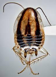 Image result for Trigonella laciniata