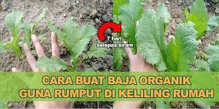 Lemna sendiri bisa diberikan ke nila dalam kondisi basah maupun kering. Cara Mudah Buat Baja Organik Guna Rumput Kebun Bandar