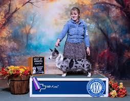 New win pic for Ms. Bean! Bean went WB at Dayton Kennel Club, Inc. on  Friday 11/17/23 in Columbus, OH, under Judge Mr. James M. Fankhauser for a  4pt Major! "Bean" is
