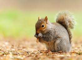 Image result for squirrel