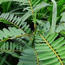 Image result for Sesbania grandiflora