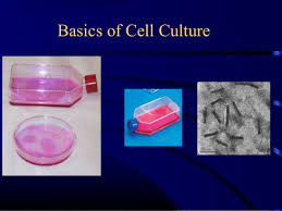 Check spelling or type a new query. Animal Tissue Culture