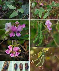 Image result for Wajira grahamiana