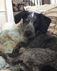 One Of My Favorite Hazel Pictures Justbecause Hellohazelco Dog Dogs Cattledog Blueheeler Beagle Pe In 2020 Cattle Dog Beagle Blue Heeler