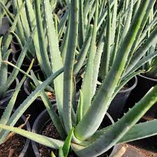 Image result for Aloe decurva