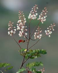 Image result for Pterolobium