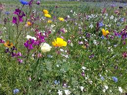 Blumenwiese 1001 Nacht Blutenzauber Blumenmischung Blumensaat Sommerblumenmischung Affiliate Blumen Wiese Blumenwiese Blumen