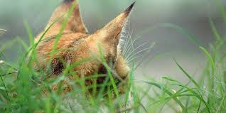 The aspca website has been referred to time and time again as a source to discover what plants your toxic to cats. Kiringie Me 5 Healthy Plants For Cats And Their Humans