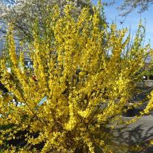 Forsythia X Intermedia 39 Lynwood 39 Forsythie Gartnerei