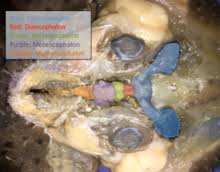 Sharks and bony fish have a sensory system for detecting motion in the water around them, called the lateral line system. Chondrichthyes Wikipedia