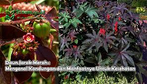 Maybe you would like to learn more about one of these? Daun Jarak Merah Mengenal Kandungan Dan Manfaatnya Untuk Keseha