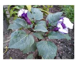 Kecubung putih dan kecubung ungu. Manfaat Daun Kecubung Ungu Sehat Luar Dan Dalam Facebook