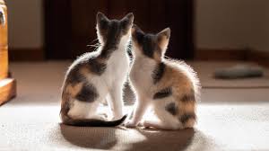 Cómo saber si un gato es macho o hembra | Hogarmania