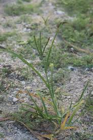 Image result for Eleusine africana