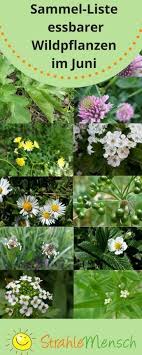 Sammel Liste Essbare Wildpflanzen Juni Strahlemensch Pflanzen Essbare Pflanzen Krauter Pflanzen