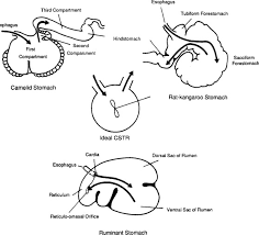 Rhinos, rabbits, some rodents, koalas and horses are all hindgut fermenters. Patterns Of Digesta Flow And Digestion In Foregut And Hindgut Fermenters Sciencedirect