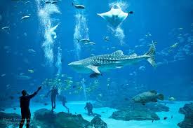 Whale Shark At The Georgia Aquarium In Atlanta Georgia Aquarium Whale Shark Largest Shark