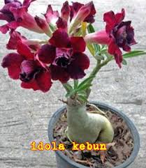 Bunga kamboja yang mudah di bentuk yaitu bunga yang biasa di kenakan oleh masyarakat bali yaitu bunga berwarna kuning. Jual Bibit Bunga Kamboja Jepang Di Lapak Idola Kebun Bukalapak