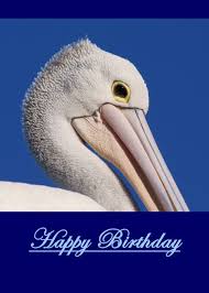 Happy Birthday Australian Pelican Blank Card Ad Affiliate Australian Birthday Happy Card Happy Birthday Cards Greeting Card Artist Birthday Cards