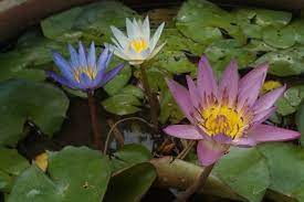 Bunga tunjung biru atau nama latinnya nymphaea caerula adalah tanaman air sejenis teratai. 5 Filosofi Bunga Teratai Agar Kamu Hidup Baik Di Lingkungan Buruk