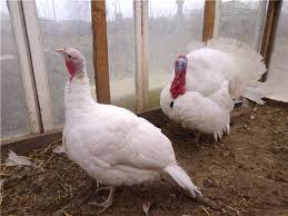 Best average turkey weight thanksgiving from 4500 reasons why people gain weight on thanksgiving day. How Much Does The Turkey Weigh How Much A Turkey And An Adult Turkey Weigh Broiler Turkeys And Their Nutrition