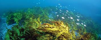 In a Warming Climate, Seaweed's Microbiome May Mediate Disease ...