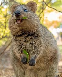 Living Destinations Auf Instagram Lovely Quokkas Australia 1 2 3 4 5 Or 6 Which One Is Your Favourite Photos Cruzys Happy Animals Animals Quokka