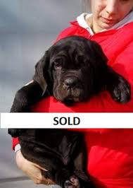 Duval county, jacksonville, fl id: Neapolitan Mastiff Puppies Florida Purebred Mastiff Puppies For Sale