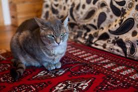 They seem far more testy about invasion of territory (like my lap) than other pet. I Think My Cat Hates Me Does He Why How Can I Fix This