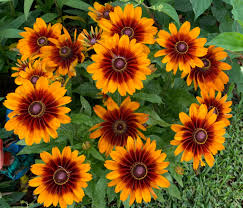Maybe you would like to learn more about one of these? The Garden Center Inc At Pinhook Kaliste Saloom Home Facebook